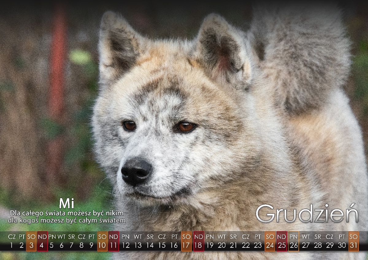 12 Grudzien2022 copy